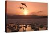 Whooper Swans at Sunset-null-Stretched Canvas