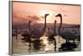 Whooper Swans at Sunset-null-Framed Photographic Print