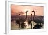 Whooper Swans at Sunset-null-Framed Photographic Print