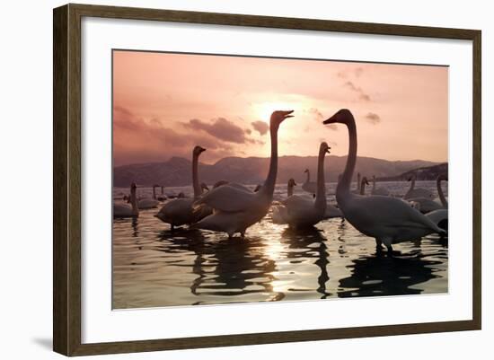 Whooper Swans at Sunset-null-Framed Photographic Print