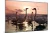 Whooper Swans at Sunset-null-Mounted Photographic Print