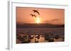 Whooper Swans at Sunset-null-Framed Photographic Print