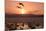 Whooper Swans at Sunset-null-Mounted Photographic Print