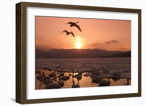 Whooper Swans at Sunset-null-Framed Photographic Print