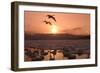 Whooper Swans at Sunset-null-Framed Photographic Print