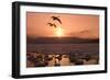 Whooper Swans at Sunset-null-Framed Photographic Print