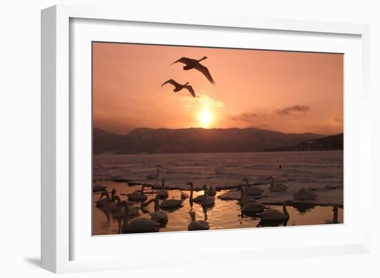 Whooper Swans at Sunset-null-Framed Photographic Print