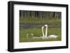 Whooper swans  (Cygnus cygnus) and cygnet, Vaala, Finland, July-Markus Varesvuo-Framed Photographic Print