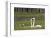 Whooper swans  (Cygnus cygnus) and cygnet, Vaala, Finland, July-Markus Varesvuo-Framed Photographic Print