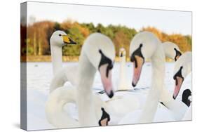 Whooper Swans (Cygnus Cygnus) and Mute Swans (Cygnus Olor) Close Up on Water. Scotland, November-Fergus Gill-Stretched Canvas