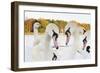 Whooper Swans (Cygnus Cygnus) and Mute Swans (Cygnus Olor) Close Up on Water. Scotland, November-Fergus Gill-Framed Photographic Print