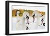 Whooper Swans (Cygnus Cygnus) and Mute Swans (Cygnus Olor) Close Up on Water. Scotland, November-Fergus Gill-Framed Photographic Print