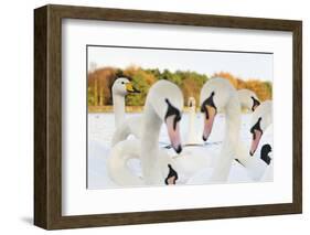 Whooper Swans (Cygnus Cygnus) and Mute Swans (Cygnus Olor) Close Up on Water. Scotland, November-Fergus Gill-Framed Photographic Print