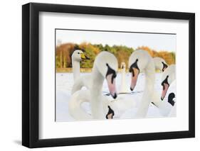 Whooper Swans (Cygnus Cygnus) and Mute Swans (Cygnus Olor) Close Up on Water. Scotland, November-Fergus Gill-Framed Photographic Print