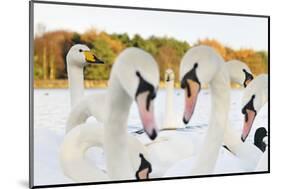 Whooper Swans (Cygnus Cygnus) and Mute Swans (Cygnus Olor) Close Up on Water. Scotland, November-Fergus Gill-Mounted Photographic Print
