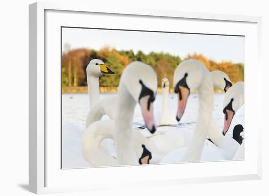 Whooper Swans (Cygnus Cygnus) and Mute Swans (Cygnus Olor) Close Up on Water. Scotland, November-Fergus Gill-Framed Photographic Print