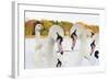 Whooper Swans (Cygnus Cygnus) and Mute Swans (Cygnus Olor) Close Up on Water. Scotland, November-Fergus Gill-Framed Photographic Print