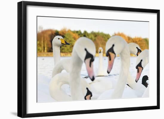 Whooper Swans (Cygnus Cygnus) and Mute Swans (Cygnus Olor) Close Up on Water. Scotland, November-Fergus Gill-Framed Photographic Print