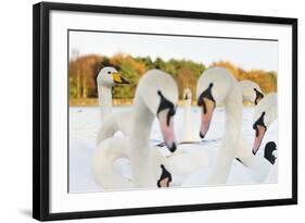 Whooper Swans (Cygnus Cygnus) and Mute Swans (Cygnus Olor) Close Up on Water. Scotland, November-Fergus Gill-Framed Photographic Print