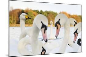 Whooper Swans (Cygnus Cygnus) and Mute Swans (Cygnus Olor) Close Up on Water. Scotland, November-Fergus Gill-Mounted Photographic Print