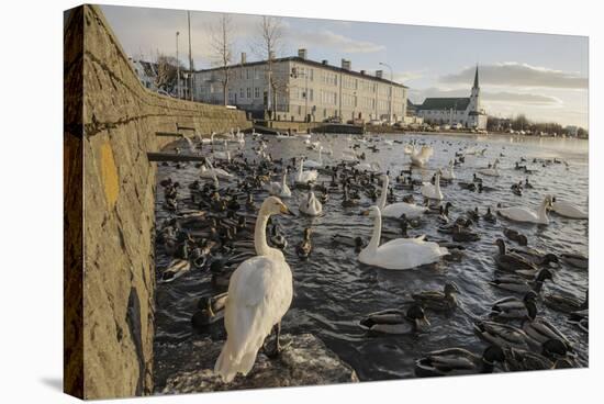 Whooper Swans (Cygnus Cygnus) and Other Waterfowl on Tjörnin (The Pond) Reykjavik-Terry Whittaker-Stretched Canvas