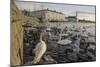 Whooper Swans (Cygnus Cygnus) and Other Waterfowl on Tjörnin (The Pond) Reykjavik-Terry Whittaker-Mounted Photographic Print