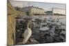 Whooper Swans (Cygnus Cygnus) and Other Waterfowl on Tjörnin (The Pond) Reykjavik-Terry Whittaker-Mounted Photographic Print