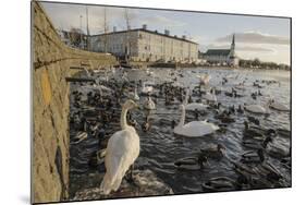 Whooper Swans (Cygnus Cygnus) and Other Waterfowl on Tjörnin (The Pond) Reykjavik-Terry Whittaker-Mounted Photographic Print