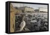 Whooper Swans (Cygnus Cygnus) and Other Waterfowl on Tjörnin (The Pond) Reykjavik-Terry Whittaker-Framed Stretched Canvas