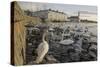 Whooper Swans (Cygnus Cygnus) and Other Waterfowl on Tjörnin (The Pond) Reykjavik-Terry Whittaker-Stretched Canvas