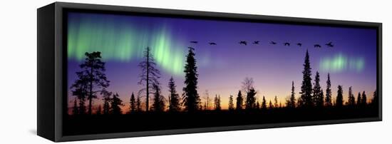 Whooper Swans (Cygnus Cygnus) Flying Against Aurora Borealis at Sunrise. Finland-Mark Taylor-Framed Stretched Canvas