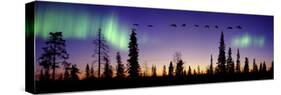 Whooper Swans (Cygnus Cygnus) Flying Against Aurora Borealis at Sunrise. Finland-Mark Taylor-Stretched Canvas