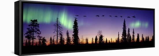 Whooper Swans (Cygnus Cygnus) Flying Against Aurora Borealis at Sunrise. Finland-Mark Taylor-Framed Stretched Canvas