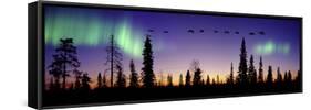 Whooper Swans (Cygnus Cygnus) Flying Against Aurora Borealis at Sunrise. Finland-Mark Taylor-Framed Stretched Canvas