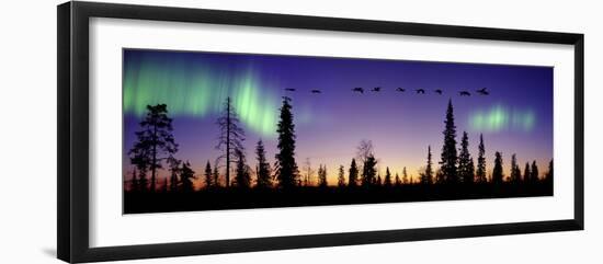 Whooper Swans (Cygnus Cygnus) Flying Against Aurora Borealis at Sunrise. Finland-Mark Taylor-Framed Premium Photographic Print