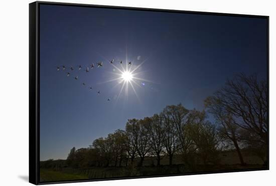 Whooper Swans (Cygnus Cygnus) Flying in Formation over Oak Trees, Matsalu National Park, Estonia-Rautiainen-Framed Stretched Canvas