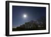 Whooper Swans (Cygnus Cygnus) Flying in Formation over Oak Trees, Matsalu National Park, Estonia-Rautiainen-Framed Photographic Print