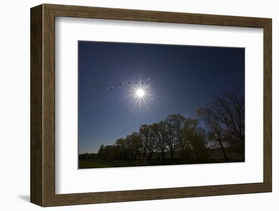 Whooper Swans (Cygnus Cygnus) Flying in Formation over Oak Trees, Matsalu National Park, Estonia-Rautiainen-Framed Photographic Print