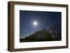 Whooper Swans (Cygnus Cygnus) Flying in Formation over Oak Trees, Matsalu National Park, Estonia-Rautiainen-Framed Photographic Print