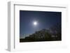 Whooper Swans (Cygnus Cygnus) Flying in Formation over Oak Trees, Matsalu National Park, Estonia-Rautiainen-Framed Photographic Print