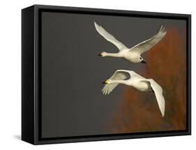 Whooper Swans (Cygnus Cygnus) in Flight, Caerlaverock Wwt, Scotland, Solway, UK, January-Danny Green-Framed Stretched Canvas