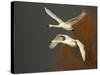 Whooper Swans (Cygnus Cygnus) in Flight, Caerlaverock Wwt, Scotland, Solway, UK, January-Danny Green-Stretched Canvas