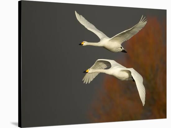 Whooper Swans (Cygnus Cygnus) in Flight, Caerlaverock Wwt, Scotland, Solway, UK, January-Danny Green-Stretched Canvas