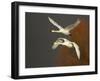 Whooper Swans (Cygnus Cygnus) in Flight, Caerlaverock Wwt, Scotland, Solway, UK, January-Danny Green-Framed Premium Photographic Print