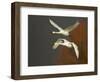 Whooper Swans (Cygnus Cygnus) in Flight, Caerlaverock Wwt, Scotland, Solway, UK, January-Danny Green-Framed Photographic Print