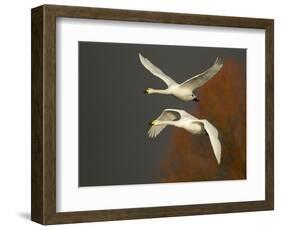 Whooper Swans (Cygnus Cygnus) in Flight, Caerlaverock Wwt, Scotland, Solway, UK, January-Danny Green-Framed Photographic Print