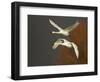 Whooper Swans (Cygnus Cygnus) in Flight, Caerlaverock Wwt, Scotland, Solway, UK, January-Danny Green-Framed Photographic Print