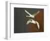 Whooper Swans (Cygnus Cygnus) in Flight, Caerlaverock Wwt, Scotland, Solway, UK, January-Danny Green-Framed Photographic Print