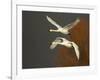 Whooper Swans (Cygnus Cygnus) in Flight, Caerlaverock Wwt, Scotland, Solway, UK, January-Danny Green-Framed Photographic Print