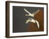 Whooper Swans (Cygnus Cygnus) in Flight, Caerlaverock Wwt, Scotland, Solway, UK, January-Danny Green-Framed Photographic Print